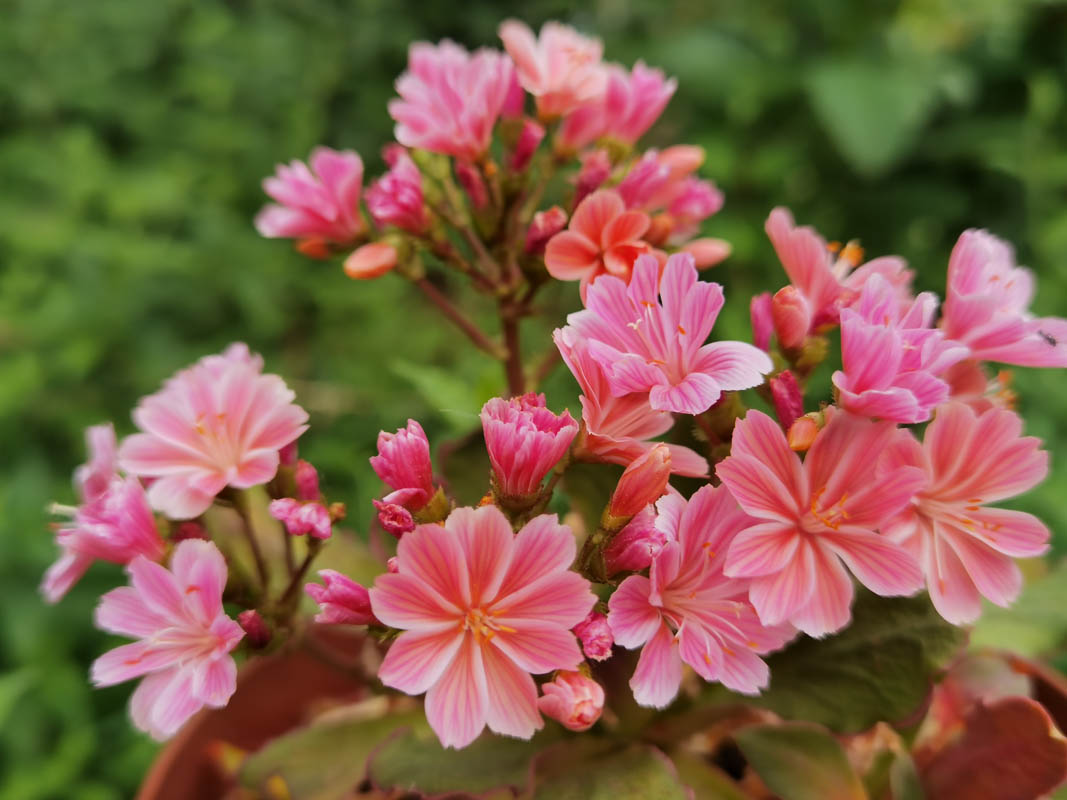 Lewisia cotyledon — formes orangées photo
